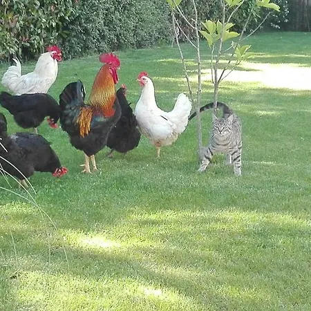 Residenza Airone カントリーハウス *